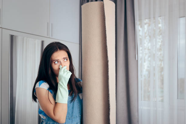 Endicott, NY Mold Removal Company